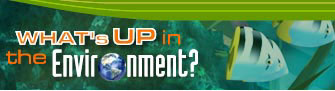 What's Up in the Environment?