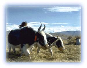 White yaks at work in the fields. Credit: Matjaz Vrecko