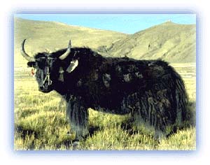 Black yak. Credit: Matjaz Vrecko
