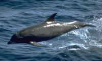 A Bottlenose Dolphin Leaping