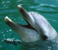 The Mouth of a Bottlenose Dolphin
