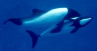 A Couple of Commerson's Dolphins