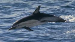 A Common Dolphin