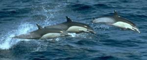 A Small Group of Common Dolphins Leaping