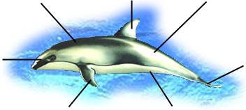 Dolphin Anatomy