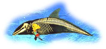 Dolphin Physiology
