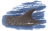 Dorsal Fin