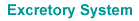 Excretory System