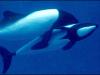 Cephalorhynchus
