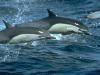 Delphinus