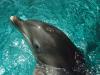 Tursiops