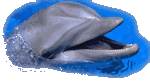 Head