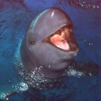 An Irrawaddy Dolphin