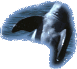 Pectoral Fins