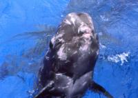A Risso's Dolphin