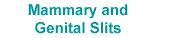 Mammary and Genital Slits