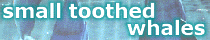 Small Toothed Whales Page