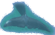 Tail Flukes