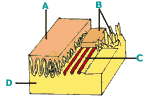 Diagram 7