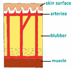 Diagram 8