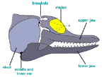 Diagram 9