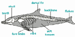Diagram 12