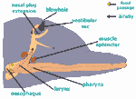 Diagram 14