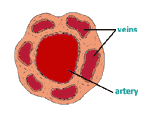 Diagram 15