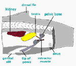 Diagram 17