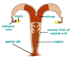 Diagram 18