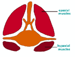 Diagram 21