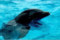 A Wolphin