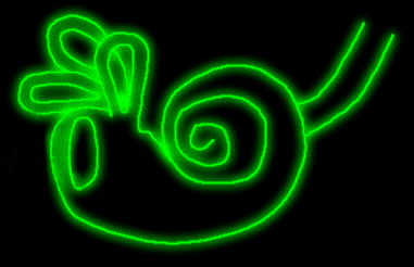 The Inner Ear