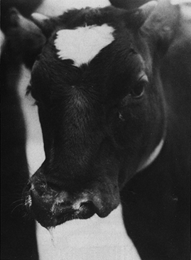 [Mutated cow with a cleft lip]