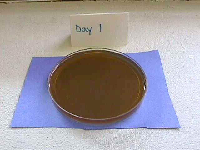 petri5