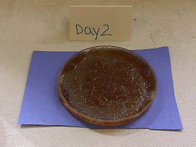 Petri dish