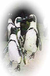Jackass penguins