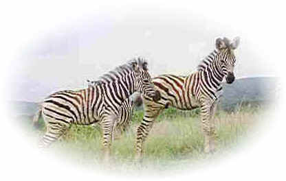 Zebra young