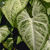 leaves