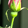 stems