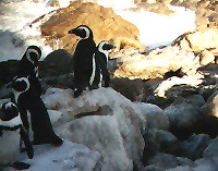 Penguins on the rocks