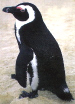 An African penguin