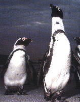 Jackass penguin