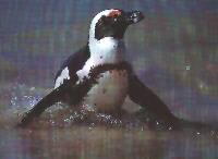 A Jackass penguin