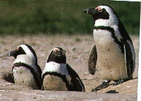 African penguin