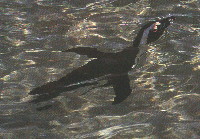 penguin swimming