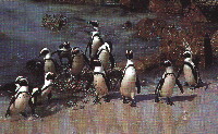 Penguins back from fishing