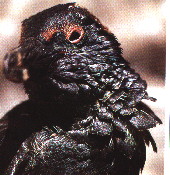 A penguin covered in oil