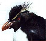A Rockhopper penguin