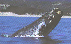 Southern Right Whale